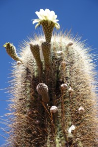 DSC04366
